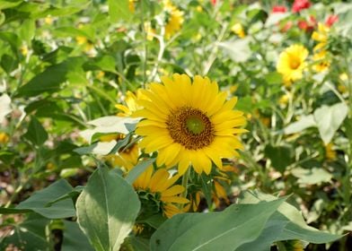 Beautiful Sunflower