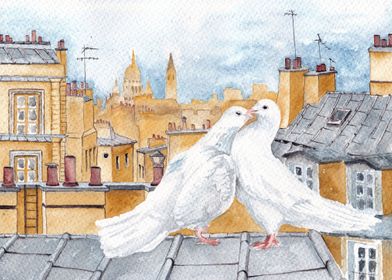 Pigeons on the roof