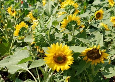 Beautiful Sunflower