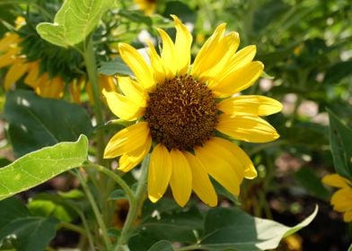 Beautiful Sunflower