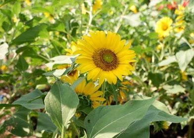 Beautiful Sunflower