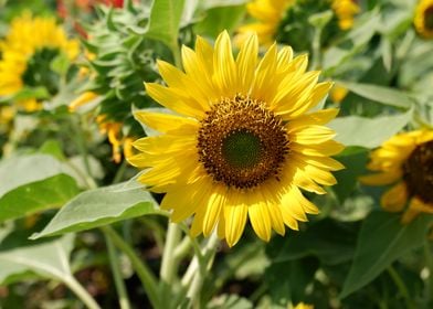 Beautiful Sunflower