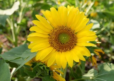 Beautiful Sunflower