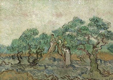 Van Gogh The Olive Orchard