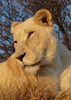 White Lioness 593