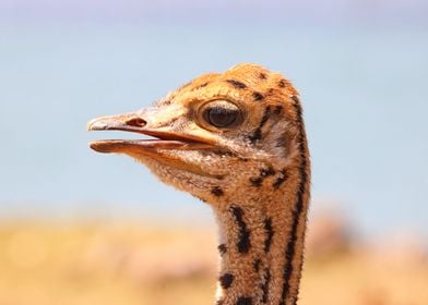 Baby Ostrich 5378