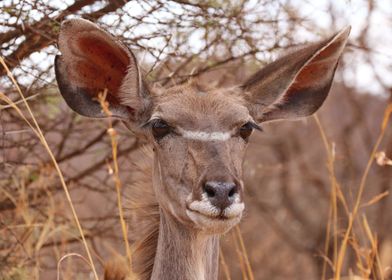 Kudu Female Portrait 3606