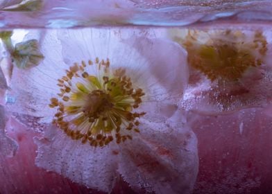 Christmas rose in ice 1