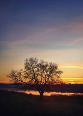 autumn tree silhouette