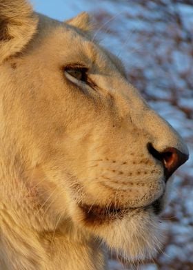 White Lion Female 601