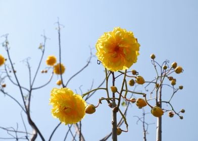 Beautiful Yellow Flower