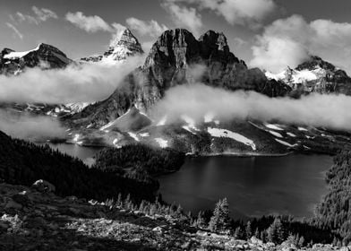 Assiniboine Black