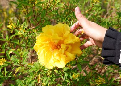 Beautiful Fresh Flower