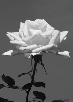 Rose blackandwhite