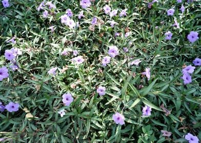 Beautiful Fresh Flower