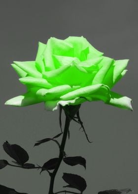 Rose lightgreen ck 