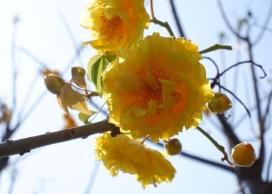 Beautiful Yellow Flower