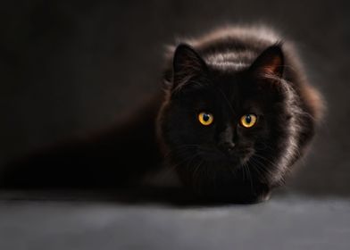 Black Cat