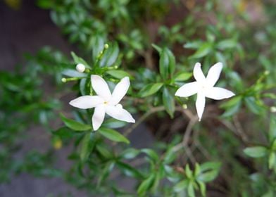 Beautiful White Flower