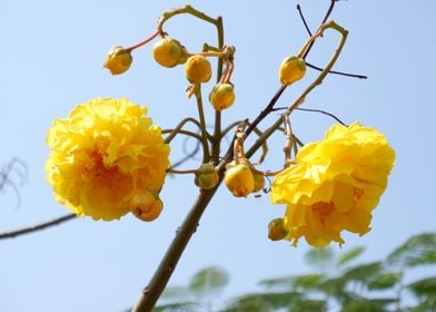 Beautiful Yellow Flower