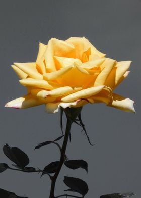 Rose yellow ck