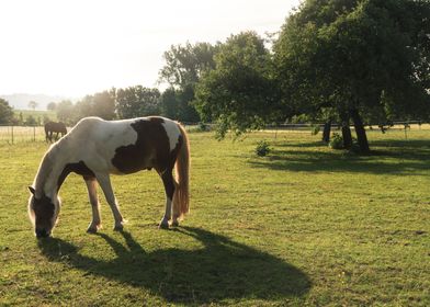 White and brown horse