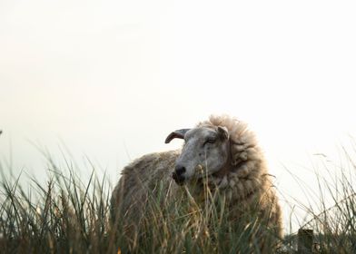 Sheep in tall grass