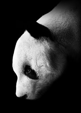 Low Key Panda Image