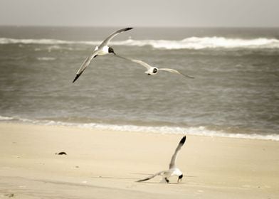 Life at the Shore Seagulls