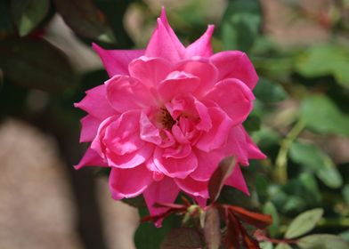 Dark Pink Flower