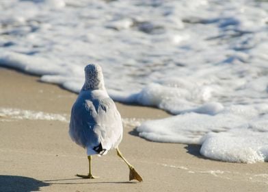 Seagull Shuffle Coastal