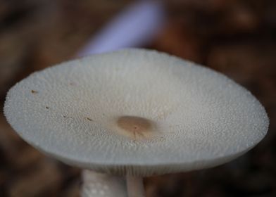 Single mushroom 