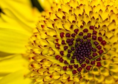 Yellow daisy closeup