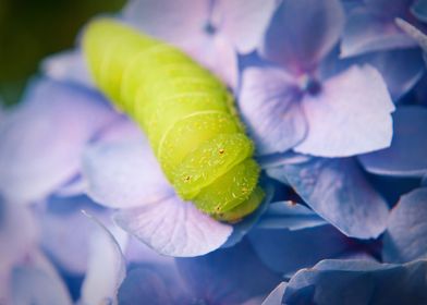 Caterpillar on Hydrangea