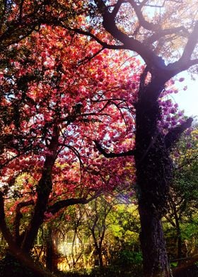 Trees in Bloom