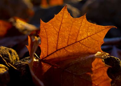 Beautiful orange leaf