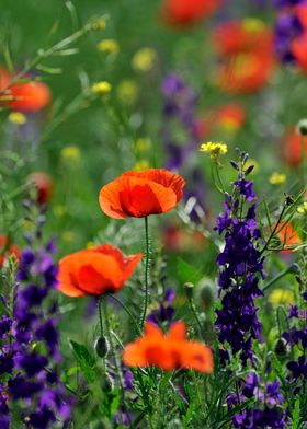 beauty of flowers