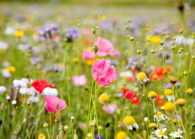 beauty of flowers