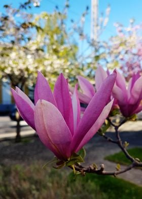 Spring Bloom