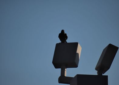 Crow Resting On Streetlamp