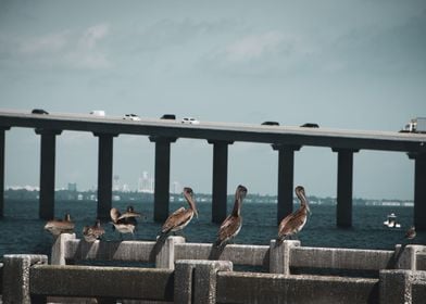 Skyway Bridge  Pelicans