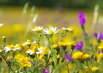 beauty of flowers