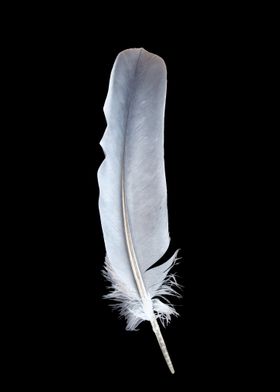 Lone Feather Dark