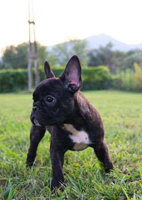 Bulldog Puppy