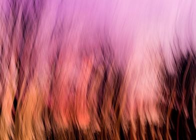 Trees at sunset abstract