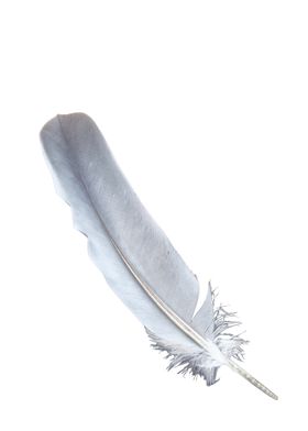 Single Feather Light