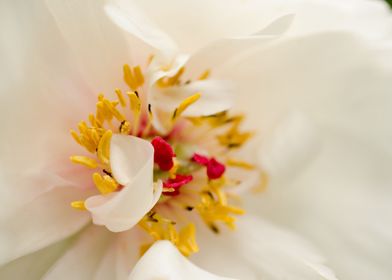 Eye of Peony Flower