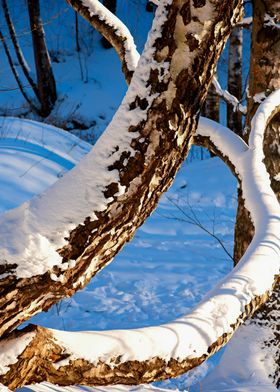 Poster birch branches in the snow 