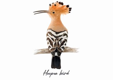 Beautiful Hoopoe Bird