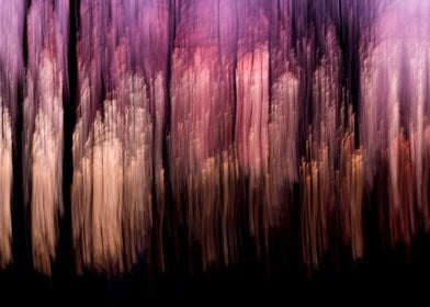 Abstract woods at sunset